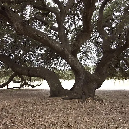 Bosco Di Mudonato - Masseria Padronale Apartment *